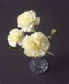 White carnations-large